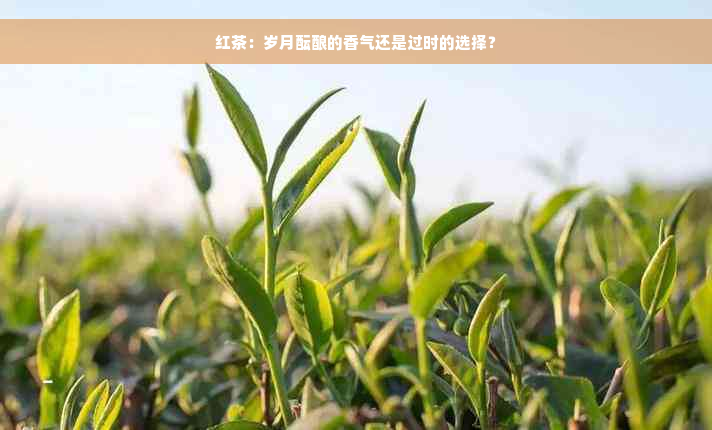 红茶：岁月酝酿的香气还是过时的选择？