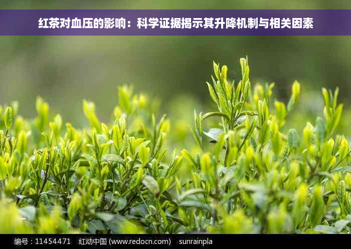 红茶对血压的影响：科学证据揭示其升降机制与相关因素