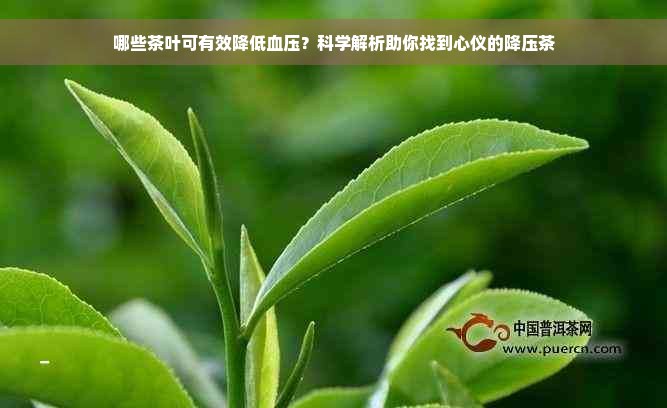 哪些茶叶可有效降低血压？科学解析助你找到心仪的降压茶