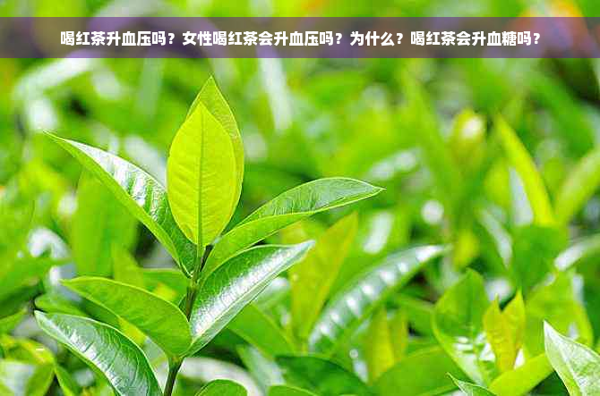 喝红茶升血压吗？女性喝红茶会升血压吗？为什么？喝红茶会升血糖吗？