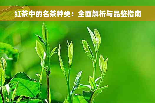 红茶中的名茶种类：全面解析与品鉴指南