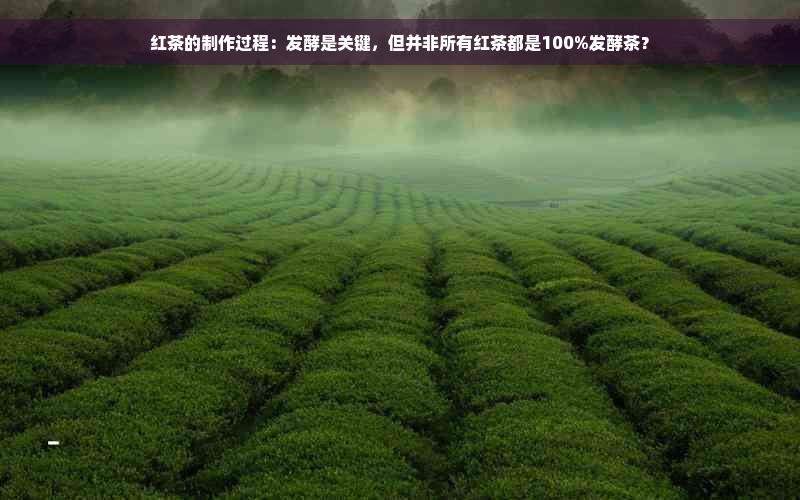 红茶的制作过程：发酵是关键，但并非所有红茶都是100%发酵茶？