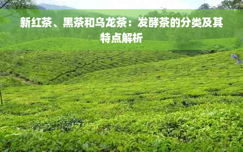 新红茶、黑茶和乌龙茶：发酵茶的分类及其特点解析