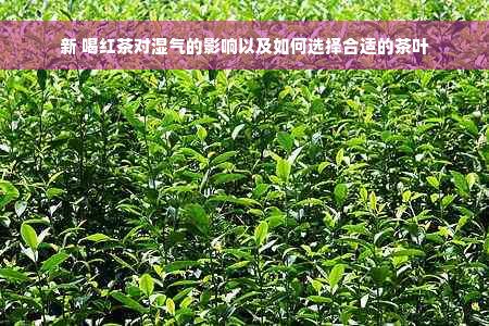 新 喝红茶对湿气的影响以及如何选择合适的茶叶