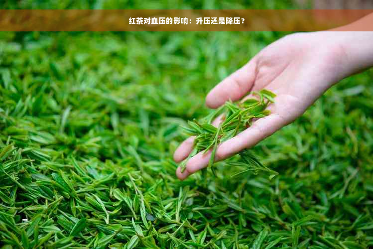 红茶对血压的影响：升压还是降压？