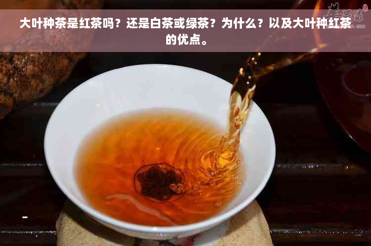 大叶种茶是红茶吗？还是白茶或绿茶？为什么？以及大叶种红茶的优点。