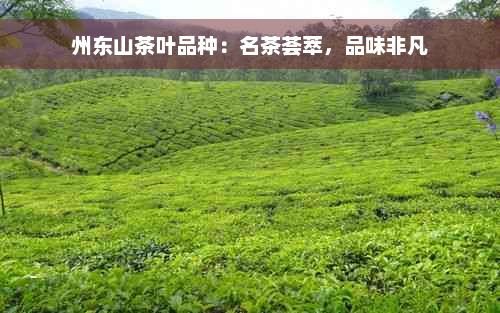 州东山茶叶品种：名茶荟萃，品味非凡