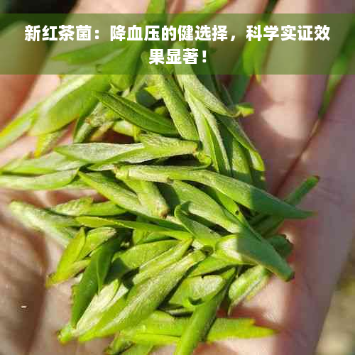 新红茶菌：降血压的健选择，科学实证效果显著！