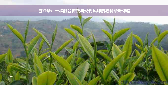 白红茶：一种融合传统与现代风味的独特茶叶体验