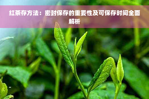 红茶存方法：密封保存的重要性及可保存时间全面解析