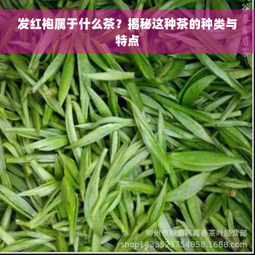 发红袍属于什么茶？揭秘这种茶的种类与特点