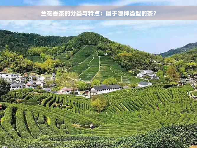 兰花香茶的分类与特点：属于哪种类型的茶？