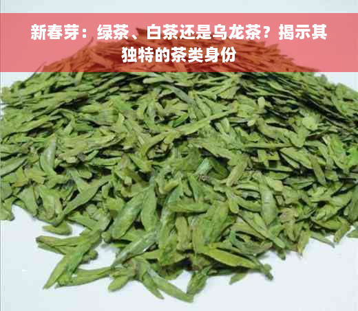 新春芽：绿茶、白茶还是乌龙茶？揭示其独特的茶类身份