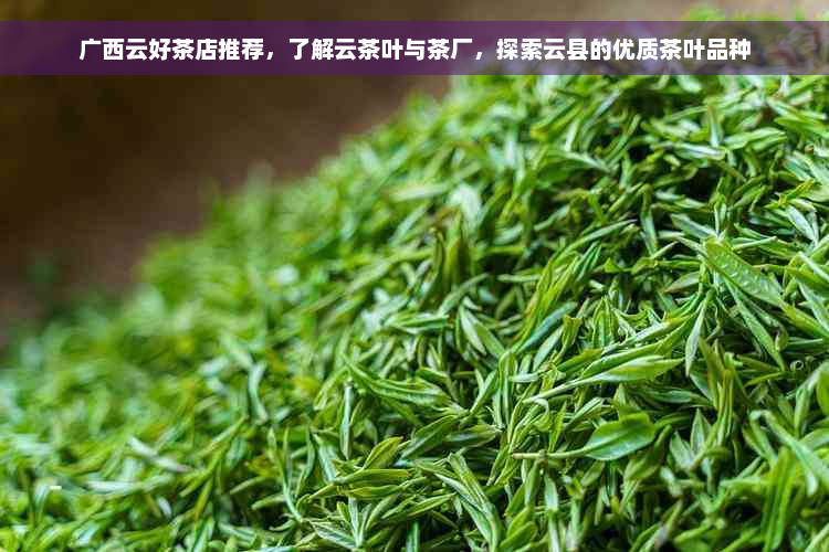 广西云好茶店推荐，了解云茶叶与茶厂，探索云县的优质茶叶品种