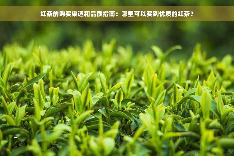 红茶的购买渠道和品质指南：哪里可以买到优质的红茶？