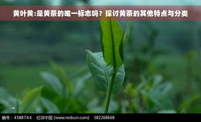 黄叶黄:是黄茶的唯一标志吗？探讨黄茶的其他特点与分类