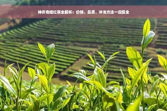 神农奇峰红茶全解析：价格、品质、冲泡方法一应俱全