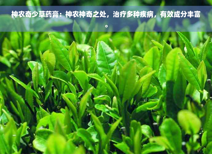 神农奇少草药膏：神农神奇之处，治疗多种疾病，有效成分丰富。