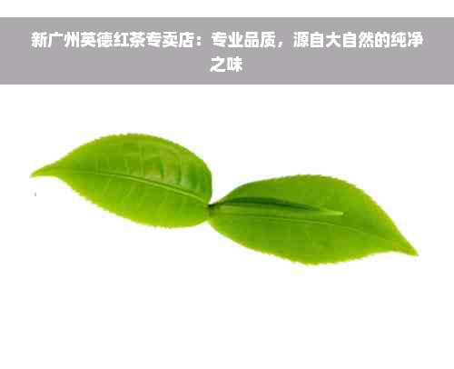 新广州英德红茶专卖店：专业品质，源自大自然的纯净之味