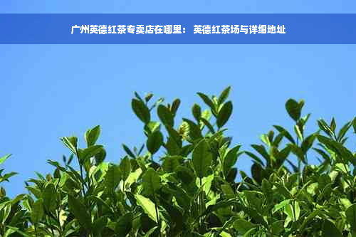 广州英德红茶专卖店在哪里： 英德红茶场与详细地址