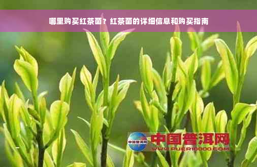 哪里购买红茶菌？红茶菌的详细信息和购买指南