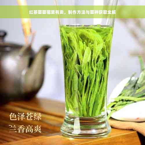 红茶菌菌哪里有卖，制作方法与菌种获取全解