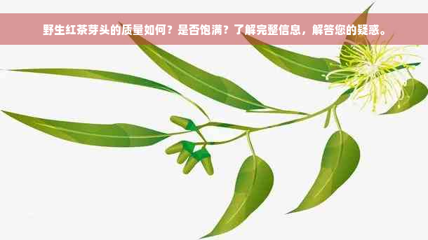 野生红茶芽头的质量如何？是否饱满？了解完整信息，解答您的疑惑。