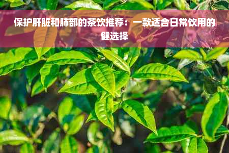 保护肝脏和肺部的茶饮推荐：一款适合日常饮用的健选择