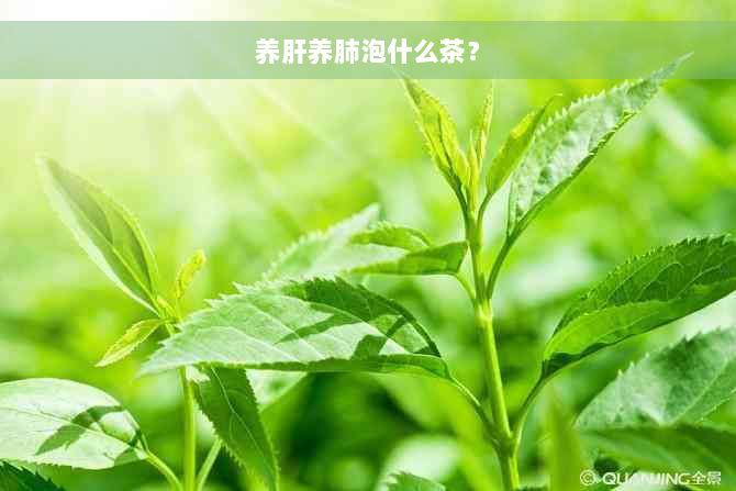 养肝养肺泡什么茶？