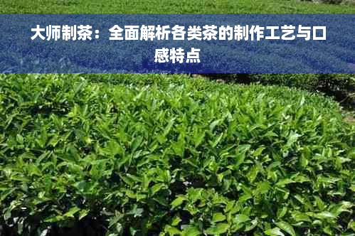 大师制茶：全面解析各类茶的制作工艺与口感特点