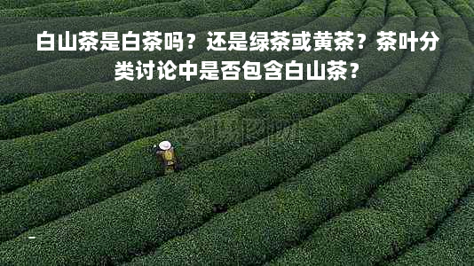 白山茶是白茶吗？还是绿茶或黄茶？茶叶分类讨论中是否包含白山茶？