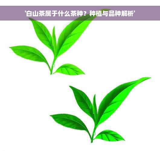 '白山茶属于什么茶种？种植与品种解析'