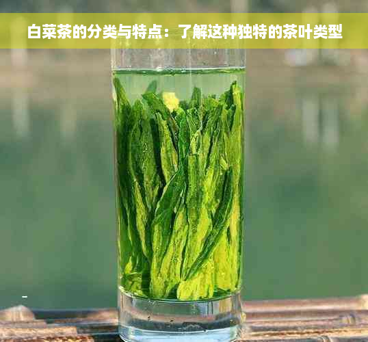 白菜茶的分类与特点：了解这种独特的茶叶类型