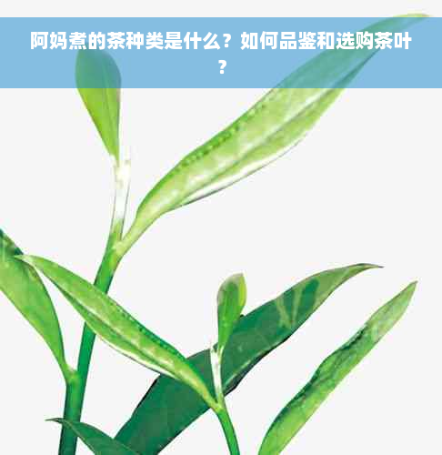 阿妈煮的茶种类是什么？如何品鉴和选购茶叶？