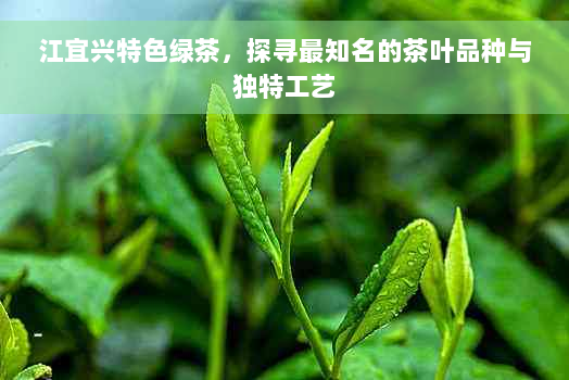 江宜兴特色绿茶，探寻最知名的茶叶品种与独特工艺