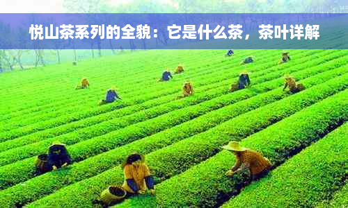 悦山茶系列的全貌：它是什么茶，茶叶详解