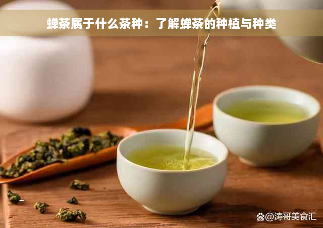 蝉茶属于什么茶种：了解蝉茶的种植与种类