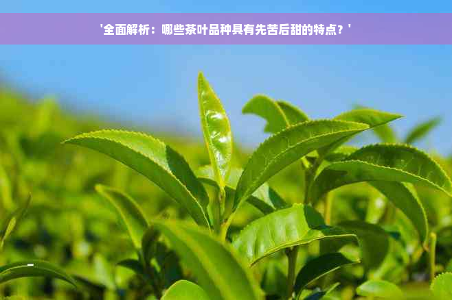 '全面解析：哪些茶叶品种具有先苦后甜的特点？'