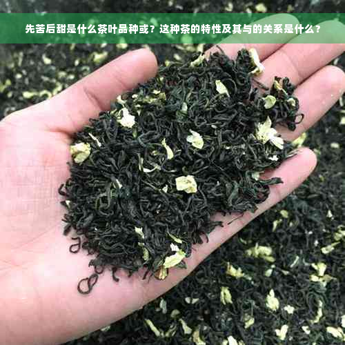 先苦后甜是什么茶叶品种或？这种茶的特性及其与的关系是什么？