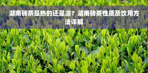 湖南砖茶是热的还是凉？湖南砖茶性质及饮用方法详解