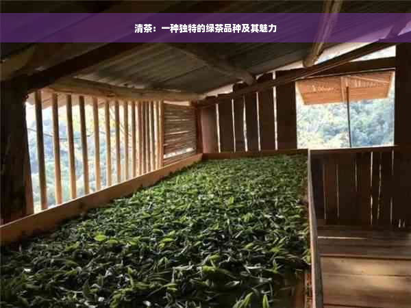 清茶：一种独特的绿茶品种及其魅力