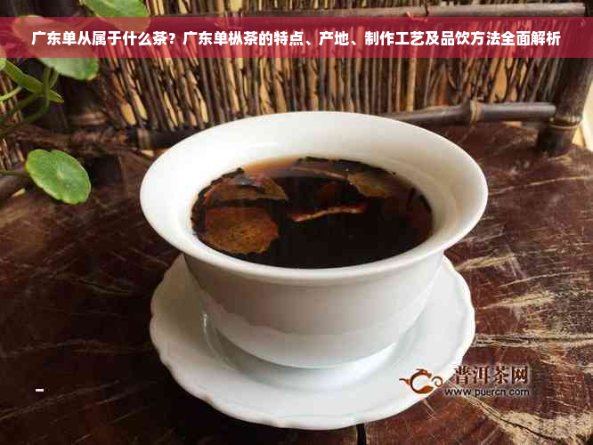 广东单从属于什么茶？广东单枞茶的特点、产地、制作工艺及品饮方法全面解析