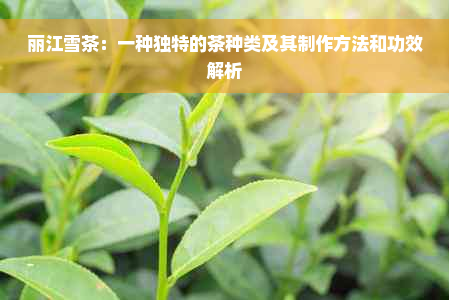 丽江雪茶：一种独特的茶种类及其制作方法和功效解析