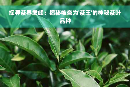 探寻茶界巅峰：揭秘被誉为'茶王'的神秘茶叶品种