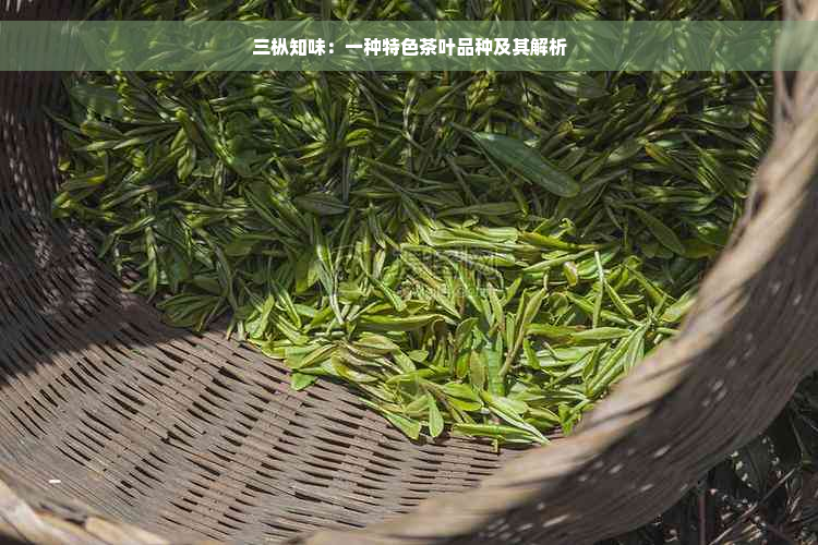 三枞知味：一种特色茶叶品种及其解析