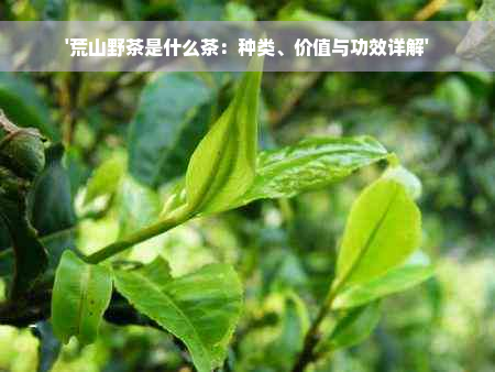 '荒山野茶是什么茶：种类、价值与功效详解'