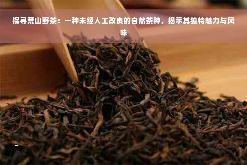 探寻荒山野茶：一种未经人工改良的自然茶种，揭示其独特魅力与风味