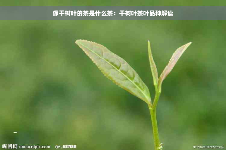 像干树叶的茶是什么茶：干树叶茶叶品种解读