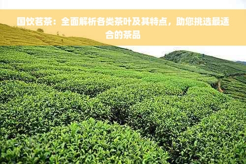 国饮茗茶：全面解析各类茶叶及其特点，助您挑选最适合的茶品