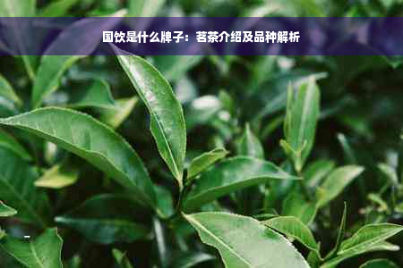 国饮是什么牌子：茗茶介绍及品种解析